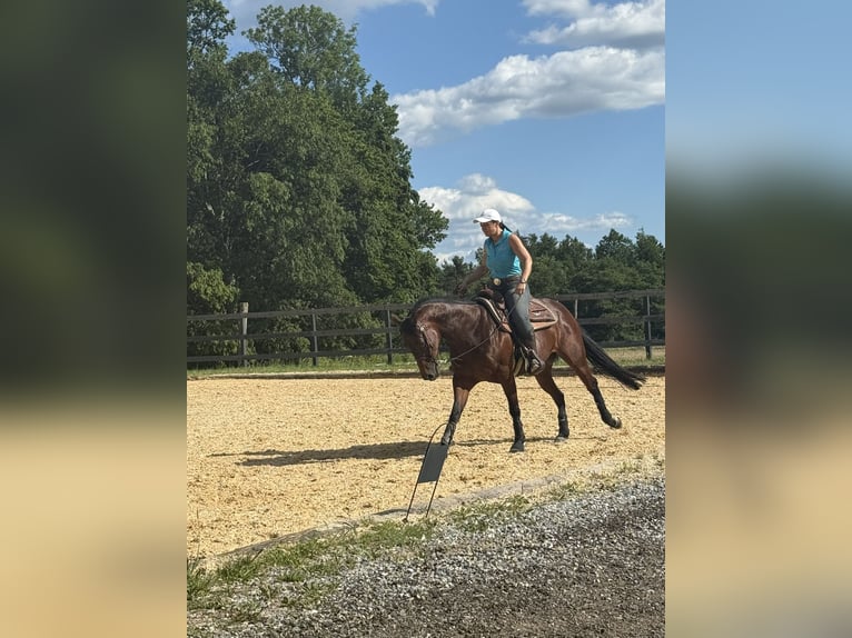 Quarter Pony Stute 7 Jahre 150 cm Brauner in Gutenberg