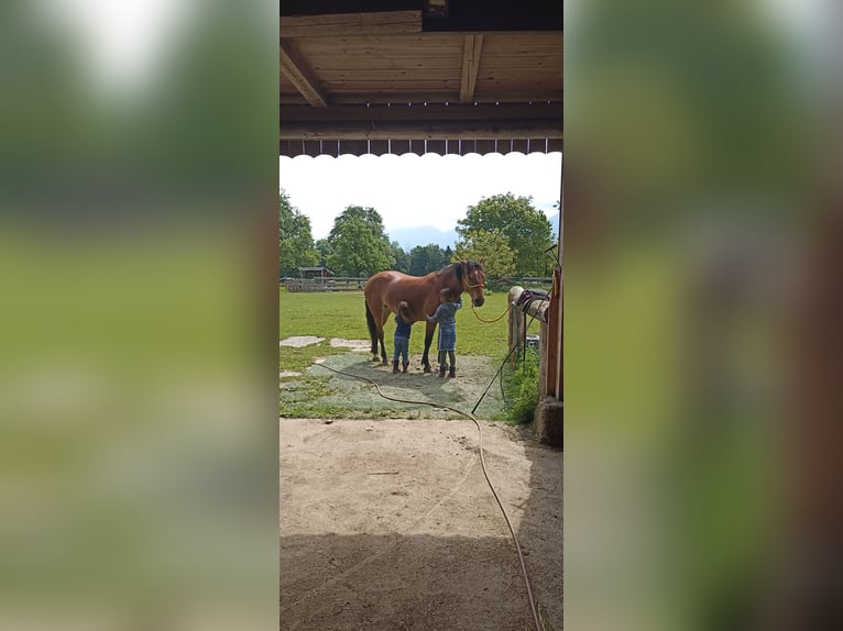 Quarter Pony Mix Stute 7 Jahre 150 cm Hellbrauner in St Jakob im Rosental