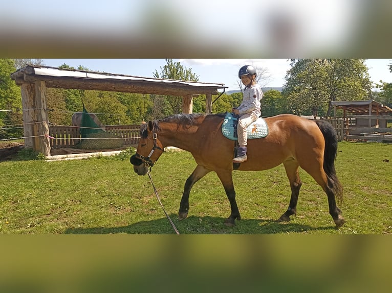 Quarter Pony Mix Stute 7 Jahre 150 cm Hellbrauner in St Jakob im Rosental