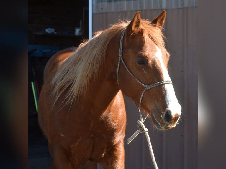 Quarter Pony Stute 7 Jahre 152 cm  in Morgantown