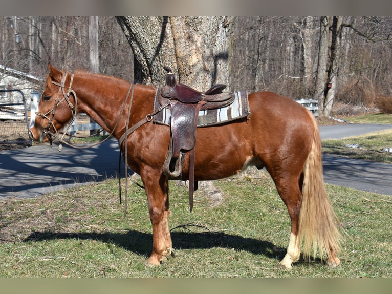Quarter Pony Stute 7 Jahre 152 cm  in Morgantown