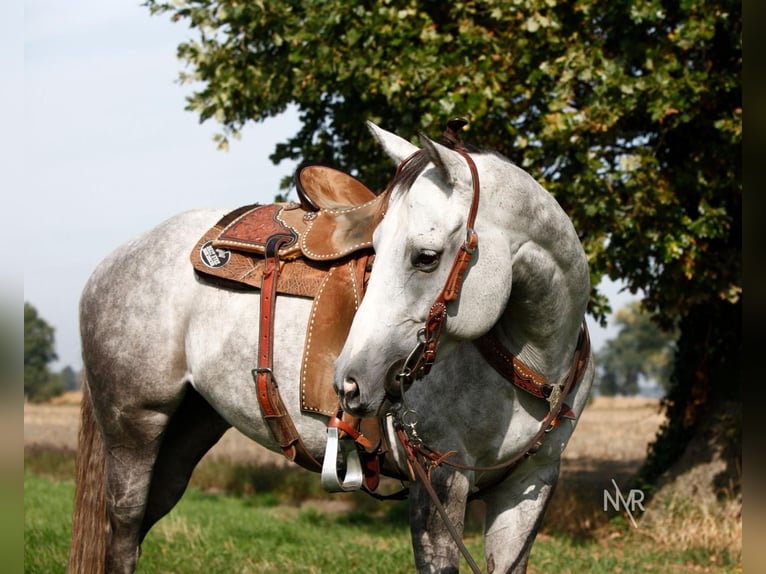 Quarter Pony Stute 7 Jahre 155 cm Schimmel in Herenthout