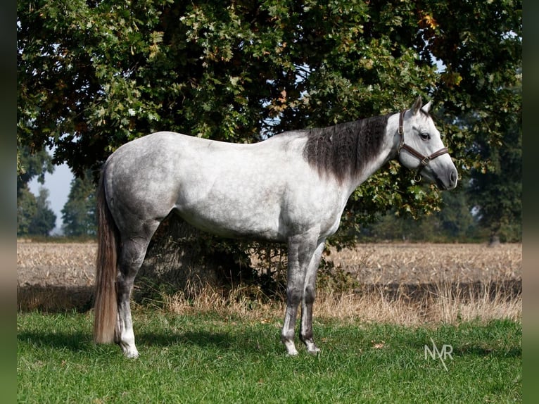 Quarter Pony Stute 7 Jahre 155 cm Schimmel in Herenthout