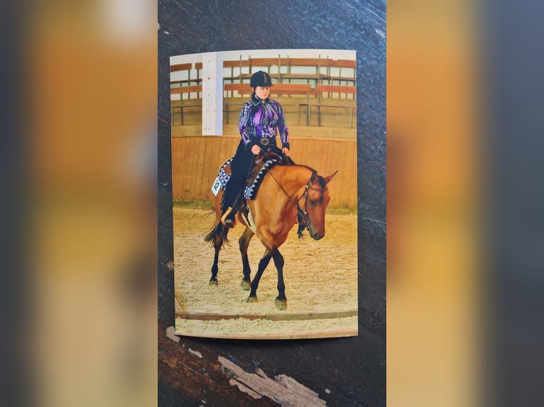 Quarter Pony Stute 7 Jahre 156 cm Falbe in Wedemark