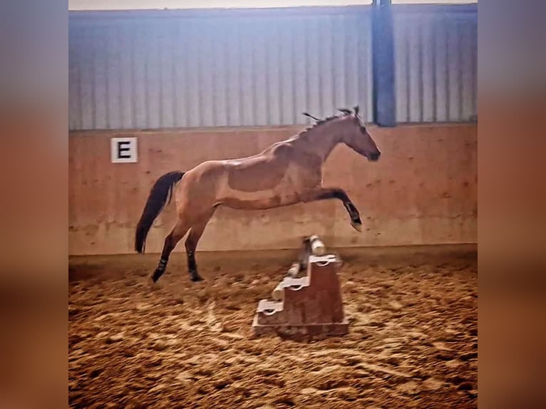 Quarter Pony Stute 7 Jahre 156 cm Falbe in Wedemark