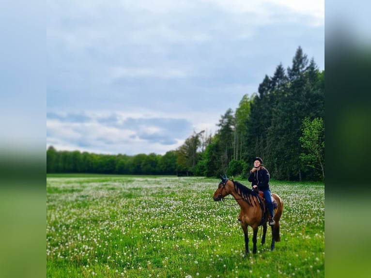 Quarter Pony Stute 7 Jahre 156 cm Falbe in Wedemark