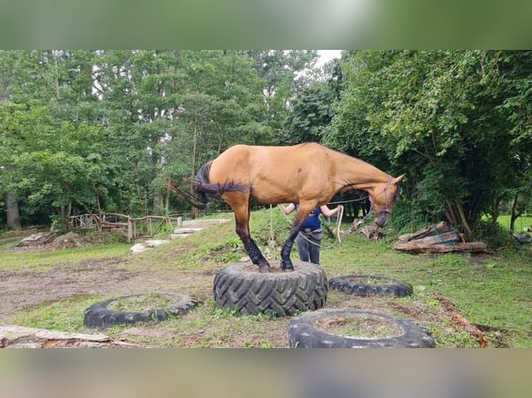 Quarter Pony Stute 7 Jahre 156 cm Falbe in Wedemark