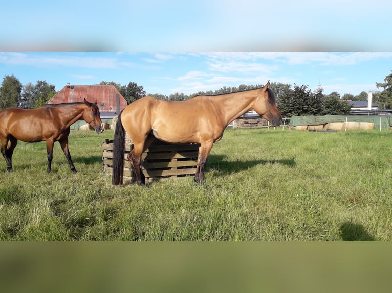 Quarter Pony Stute 7 Jahre 156 cm Falbe in Wedemark