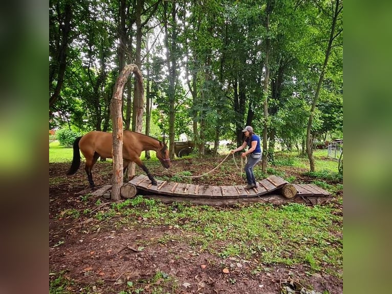 Quarter Pony Stute 7 Jahre 156 cm Falbe in Wedemark