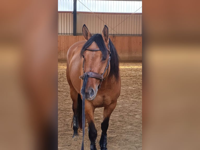 Quarter Pony Stute 7 Jahre 156 cm Falbe in Wedemark
