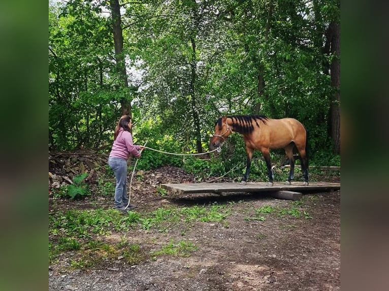 Quarter Pony Stute 7 Jahre 156 cm Falbe in Wedemark