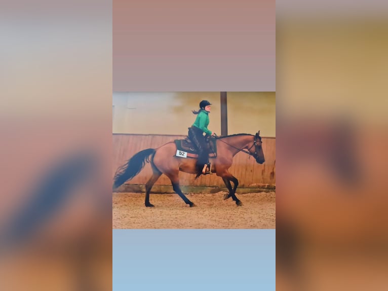 Quarter Pony Stute 7 Jahre 156 cm Falbe in Wedemark