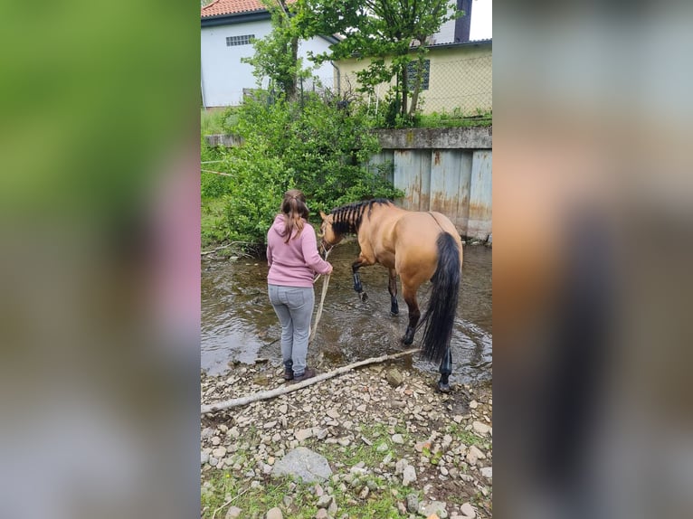 Quarter Pony Stute 7 Jahre 156 cm Falbe in Wedemark