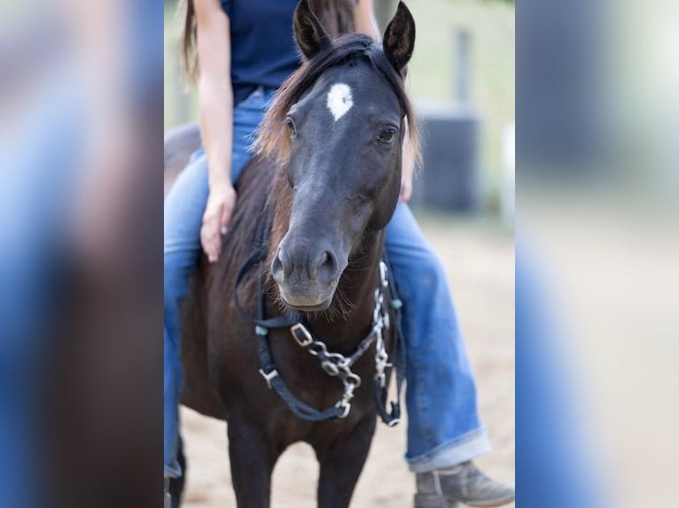 Quarter Pony Stute 8 Jahre 127 cm Dunkelbrauner in Richmond