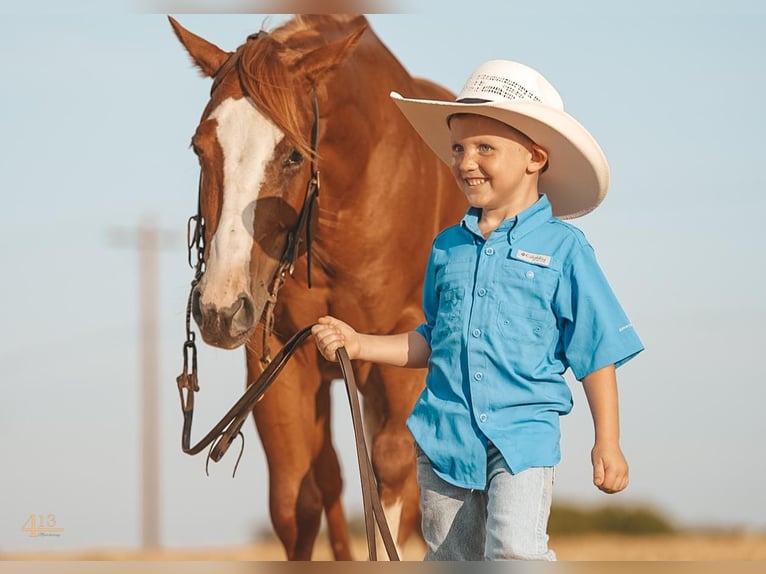 Quarter Pony Stute 8 Jahre 127 cm Rotfuchs in Tolar, TX