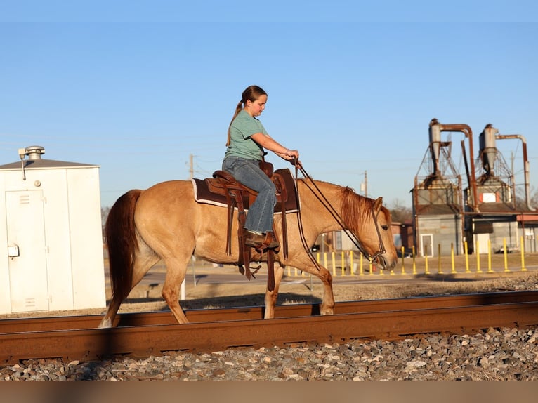 Quarter Pony Stute 8 Jahre 132 cm Red Dun in Forney