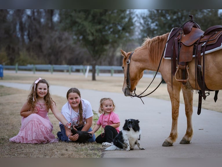 Quarter Pony Stute 8 Jahre 132 cm Red Dun in Forney
