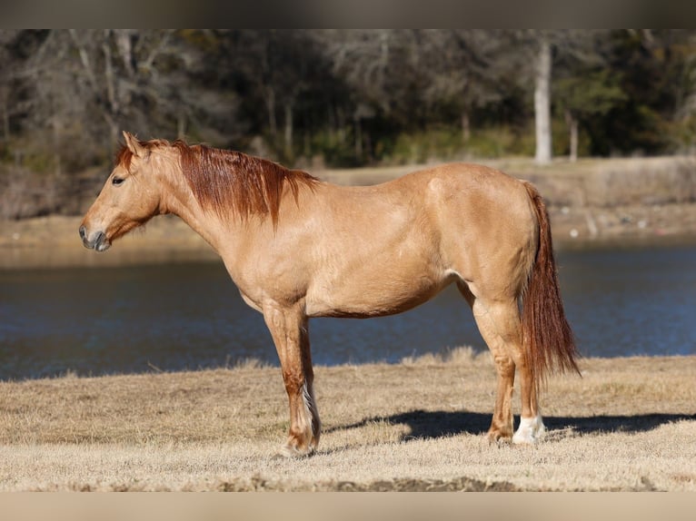 Quarter Pony Stute 8 Jahre 132 cm Red Dun in Forney