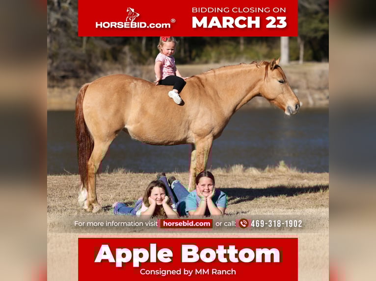 Quarter Pony Stute 8 Jahre 132 cm Red Dun in Forney