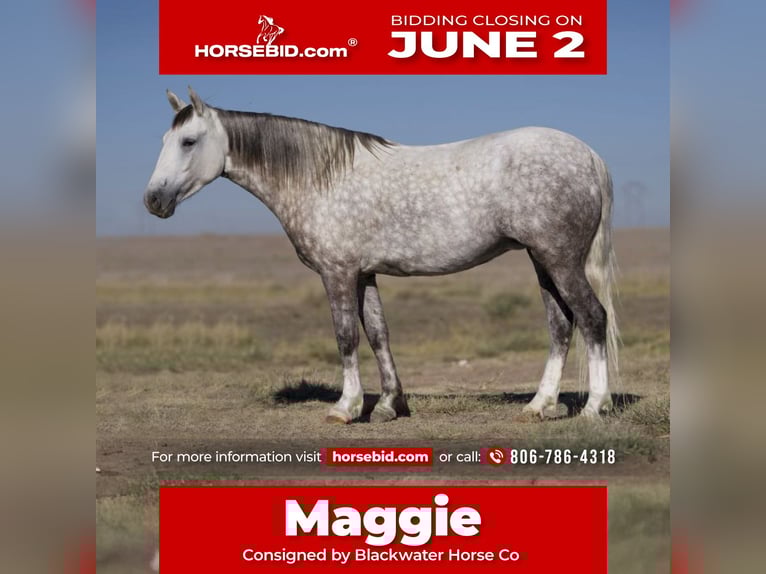Quarter Pony Stute 8 Jahre 137 cm Schimmel in Canyon, TX