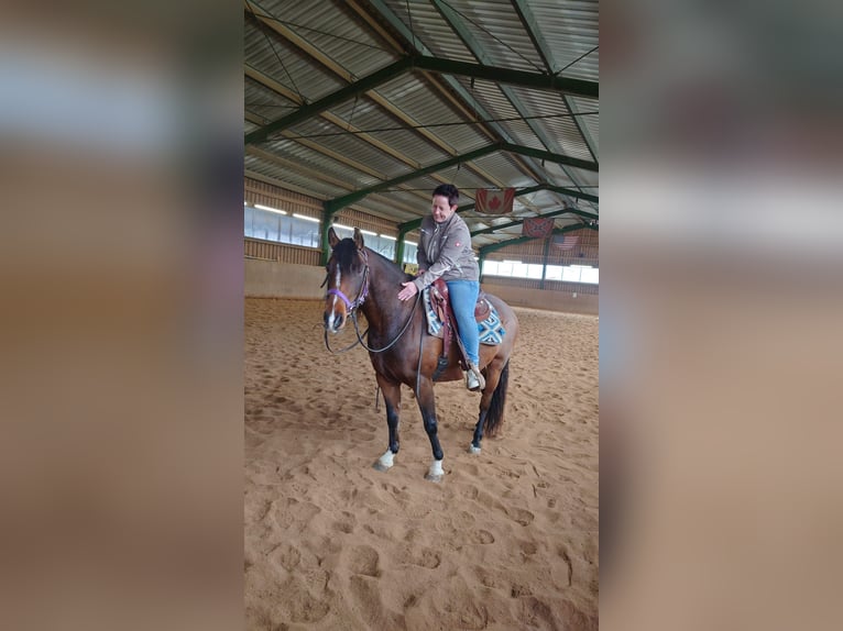 Quarter Pony Stute 8 Jahre 142 cm Brauner in Immenreuth