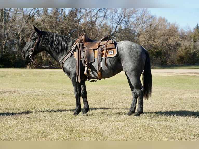 Quarter Pony Stute 8 Jahre 142 cm Roan-Blue in Corsica
