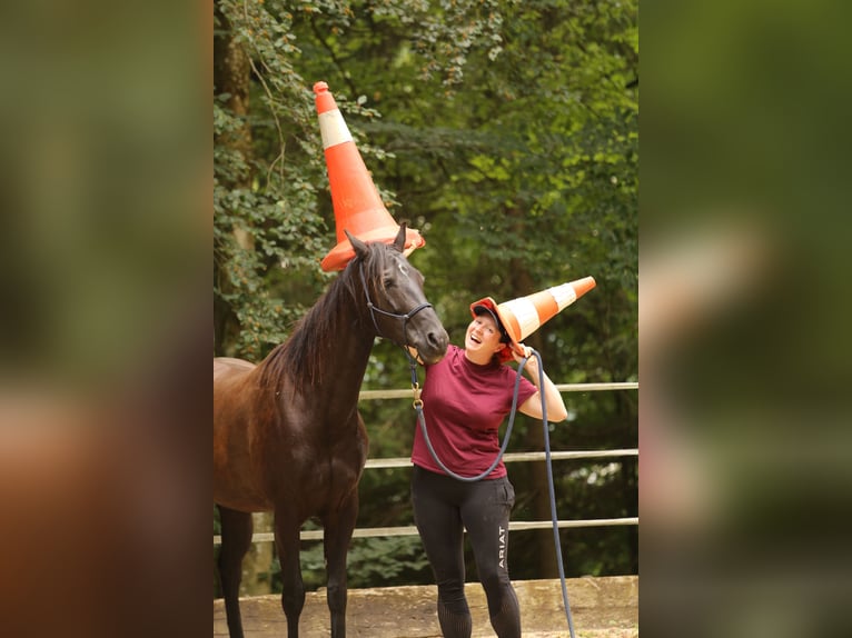 Quarter Pony Stute 8 Jahre 148 cm Brauner in Edelsbach bei Feldbach