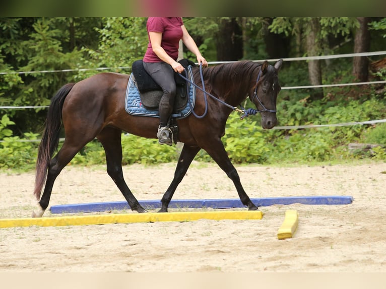 Quarter Pony Stute 8 Jahre 148 cm Brauner in Edelsbach bei Feldbach