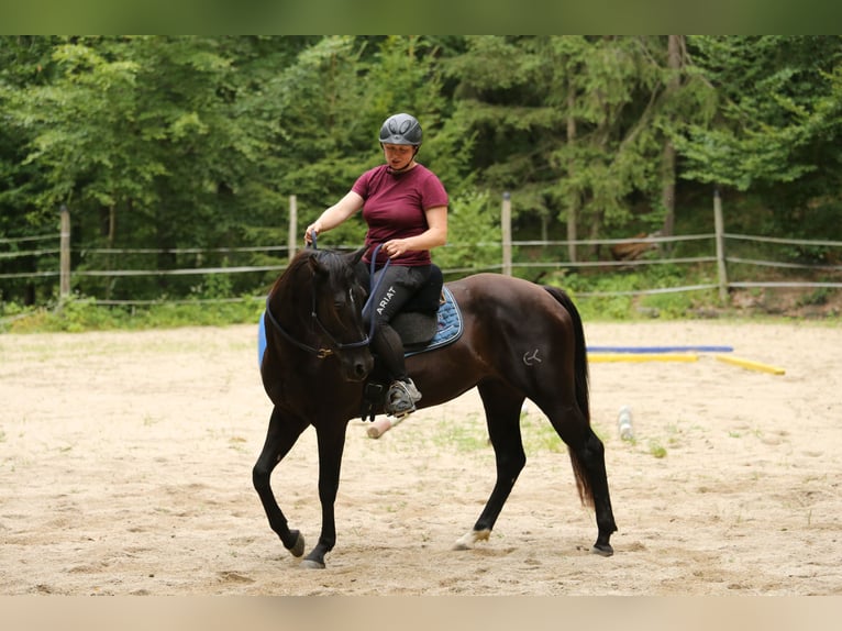 Quarter Pony Stute 8 Jahre 148 cm Brauner in Edelsbach bei Feldbach