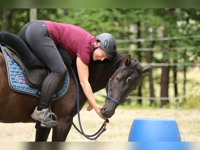 Quarter Pony Stute 8 Jahre 148 cm Brauner in Edelsbach bei Feldbach