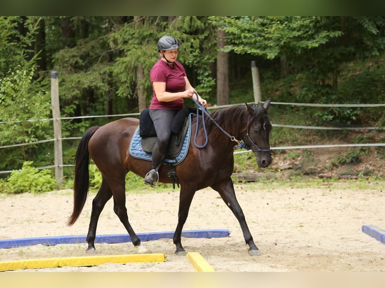 Quarter Pony Stute 8 Jahre 148 cm Brauner in Edelsbach bei Feldbach