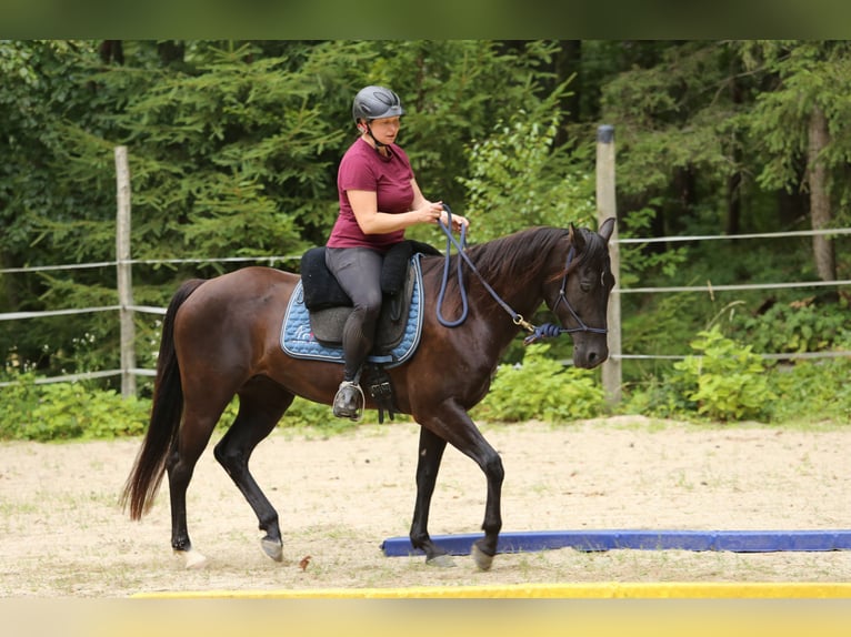 Quarter Pony Stute 8 Jahre 148 cm Brauner in Edelsbach bei Feldbach