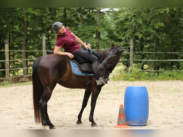 Quarter Pony Stute 8 Jahre 148 cm Brauner in Edelsbach bei Feldbach