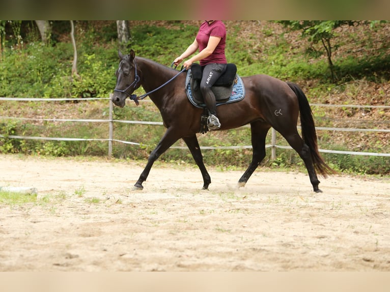 Quarter Pony Stute 8 Jahre 148 cm Brauner in Edelsbach bei Feldbach