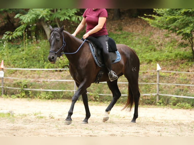 Quarter Pony Stute 8 Jahre 148 cm Brauner in Edelsbach bei Feldbach