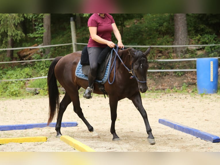 Quarter Pony Stute 8 Jahre 148 cm Brauner in Edelsbach bei Feldbach
