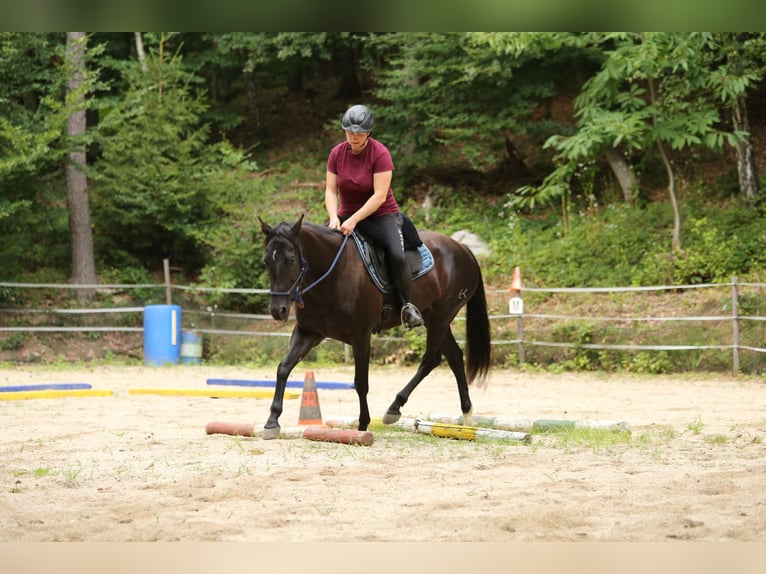 Quarter Pony Stute 8 Jahre 148 cm Brauner in Edelsbach bei Feldbach