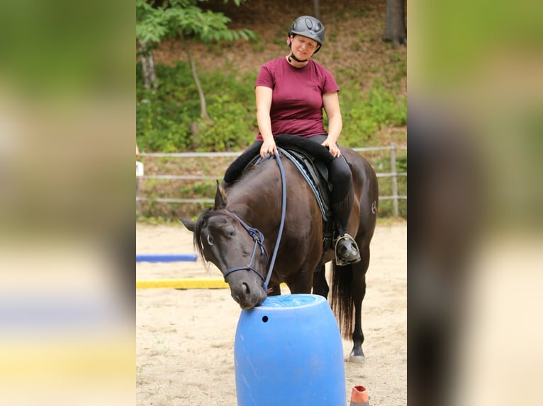 Quarter Pony Stute 8 Jahre 148 cm Brauner in Edelsbach bei Feldbach