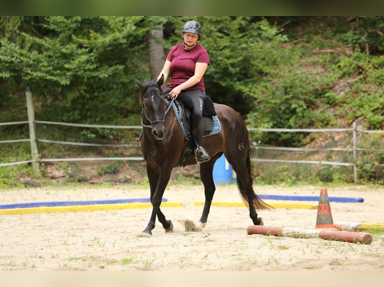 Quarter Pony Stute 8 Jahre 148 cm Brauner in Edelsbach bei Feldbach