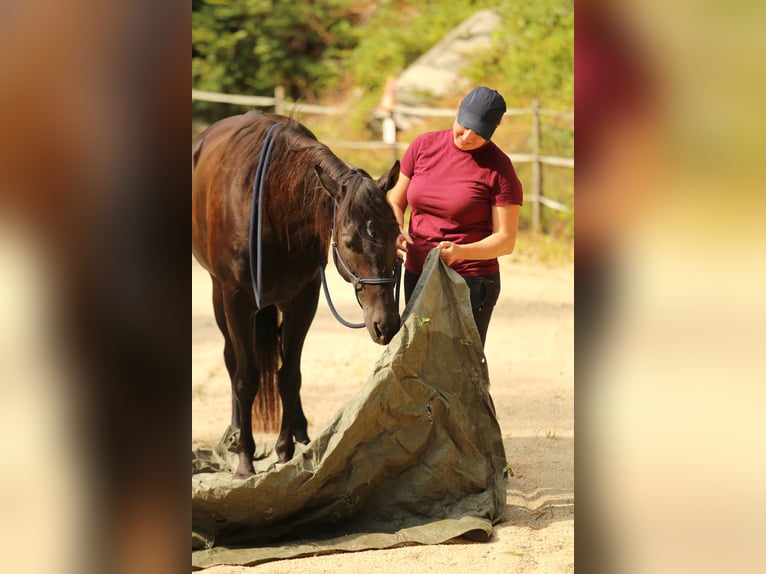 Quarter Pony Stute 8 Jahre 148 cm Brauner in Edelsbach bei Feldbach