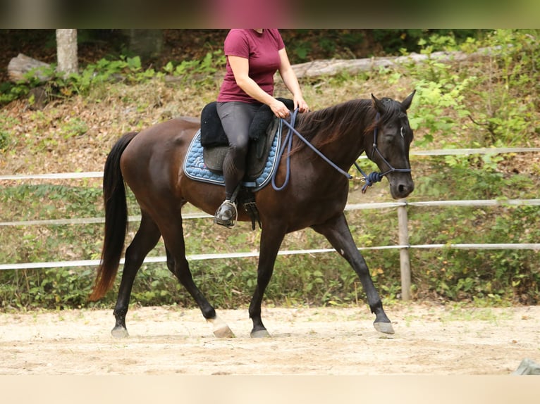 Quarter Pony Stute 8 Jahre 148 cm Brauner in Edelsbach bei Feldbach