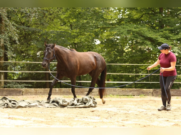 Quarter Pony Stute 8 Jahre 148 cm Brauner in Edelsbach bei Feldbach