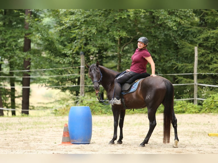 Quarter Pony Stute 8 Jahre 148 cm Brauner in Edelsbach bei Feldbach