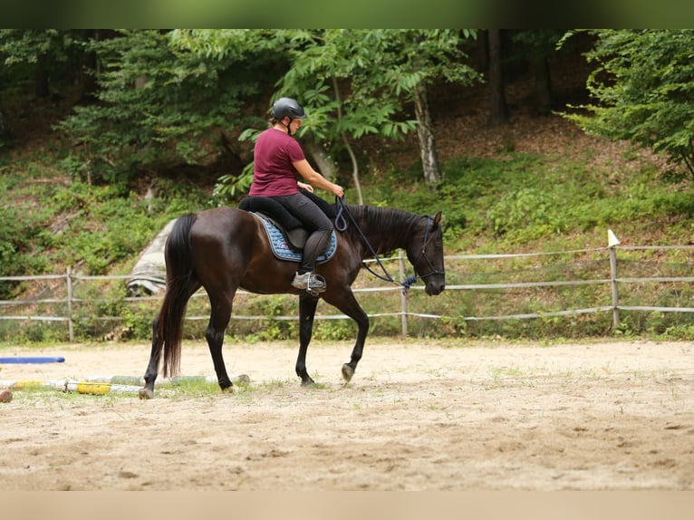 Quarter Pony Stute 8 Jahre 148 cm Brauner in Edelsbach bei Feldbach