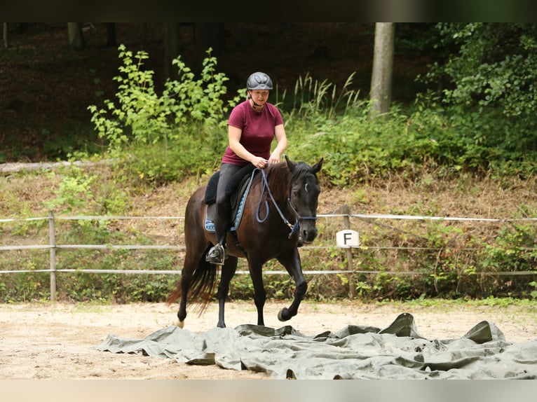 Quarter Pony Stute 8 Jahre 148 cm Brauner in Edelsbach bei Feldbach