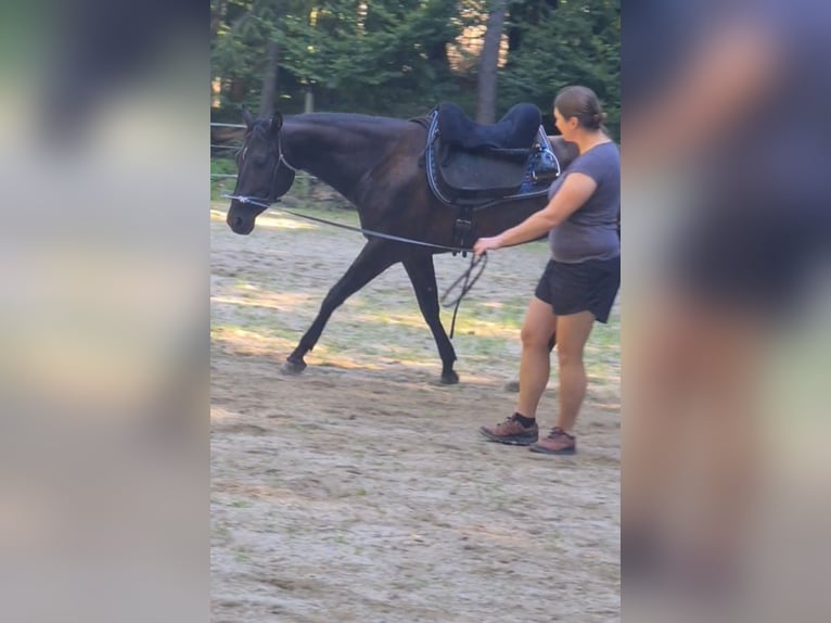 Quarter Pony Stute 8 Jahre 148 cm Brauner in Edelsbach bei Feldbach