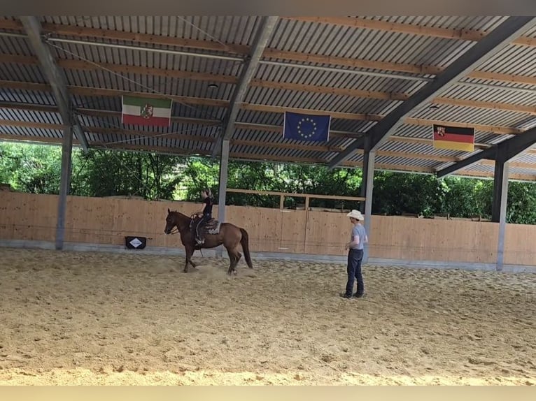 Quarter Pony Stute 8 Jahre 152 cm Fuchs in K&#xF6;nigswinter