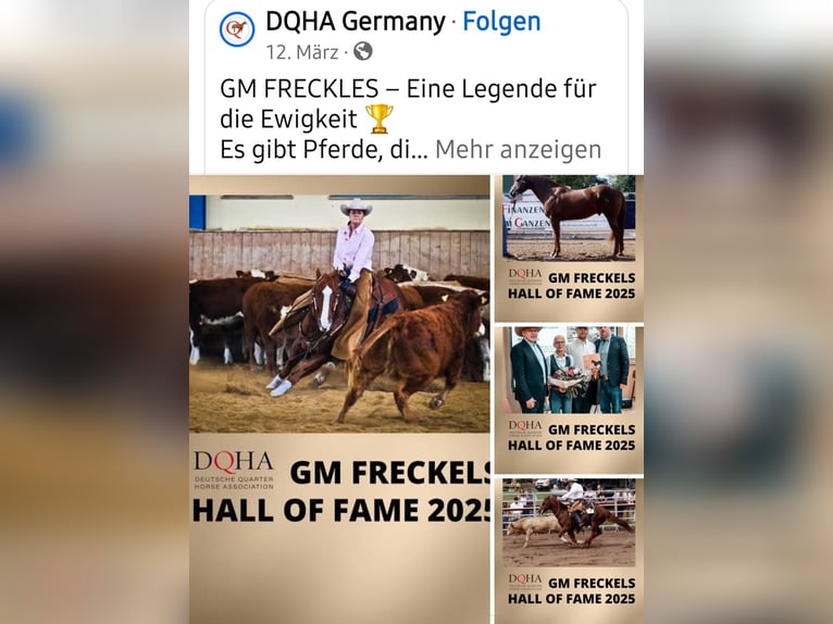Quarter Pony Stute 8 Jahre 152 cm Fuchs in K&#xF6;nigswinter