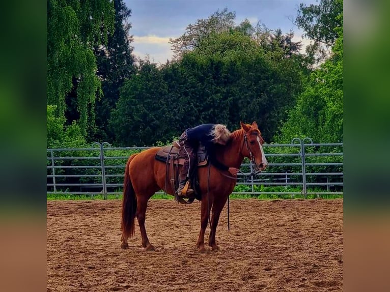 Quarter Pony Stute 8 Jahre 152 cm Fuchs in K&#xF6;nigswinter