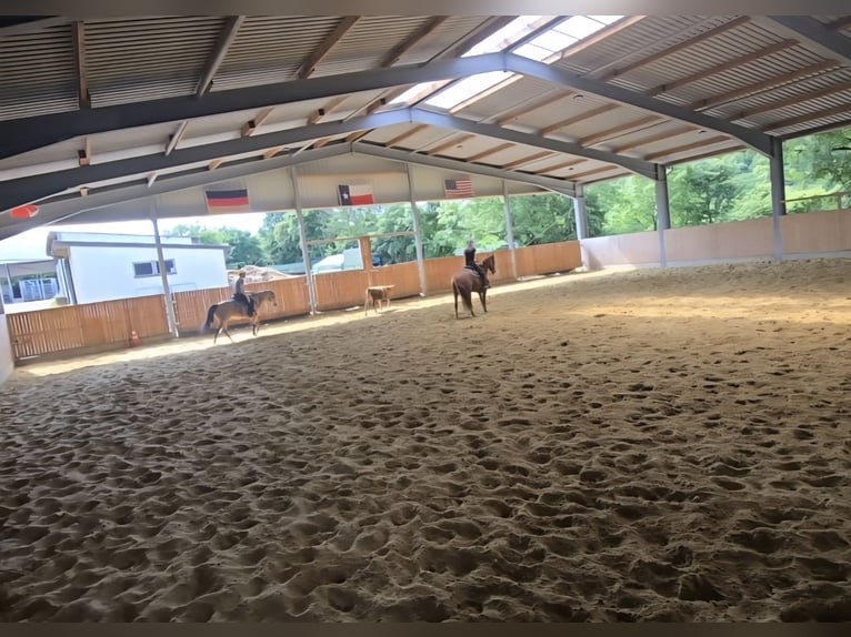 Quarter Pony Stute 8 Jahre 152 cm Fuchs in K&#xF6;nigswinter